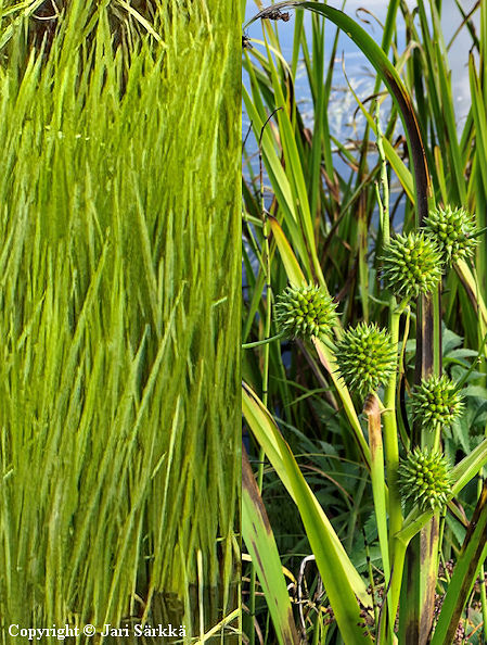 Sparganium Erectum-Ryhm�, haarapalpakko